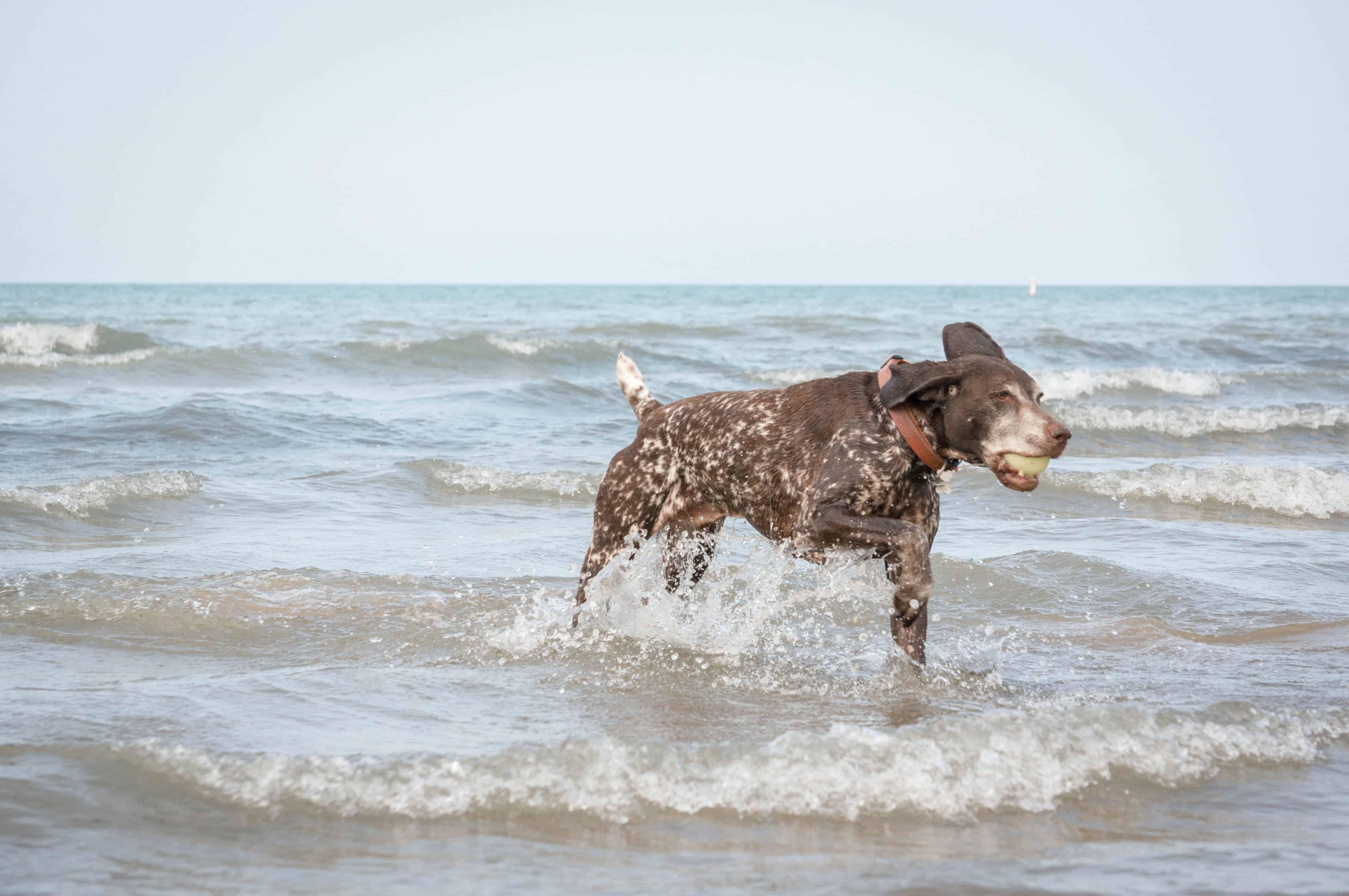 Montrose dog beach, chicago, dog-friendly, marking our territory, chicago