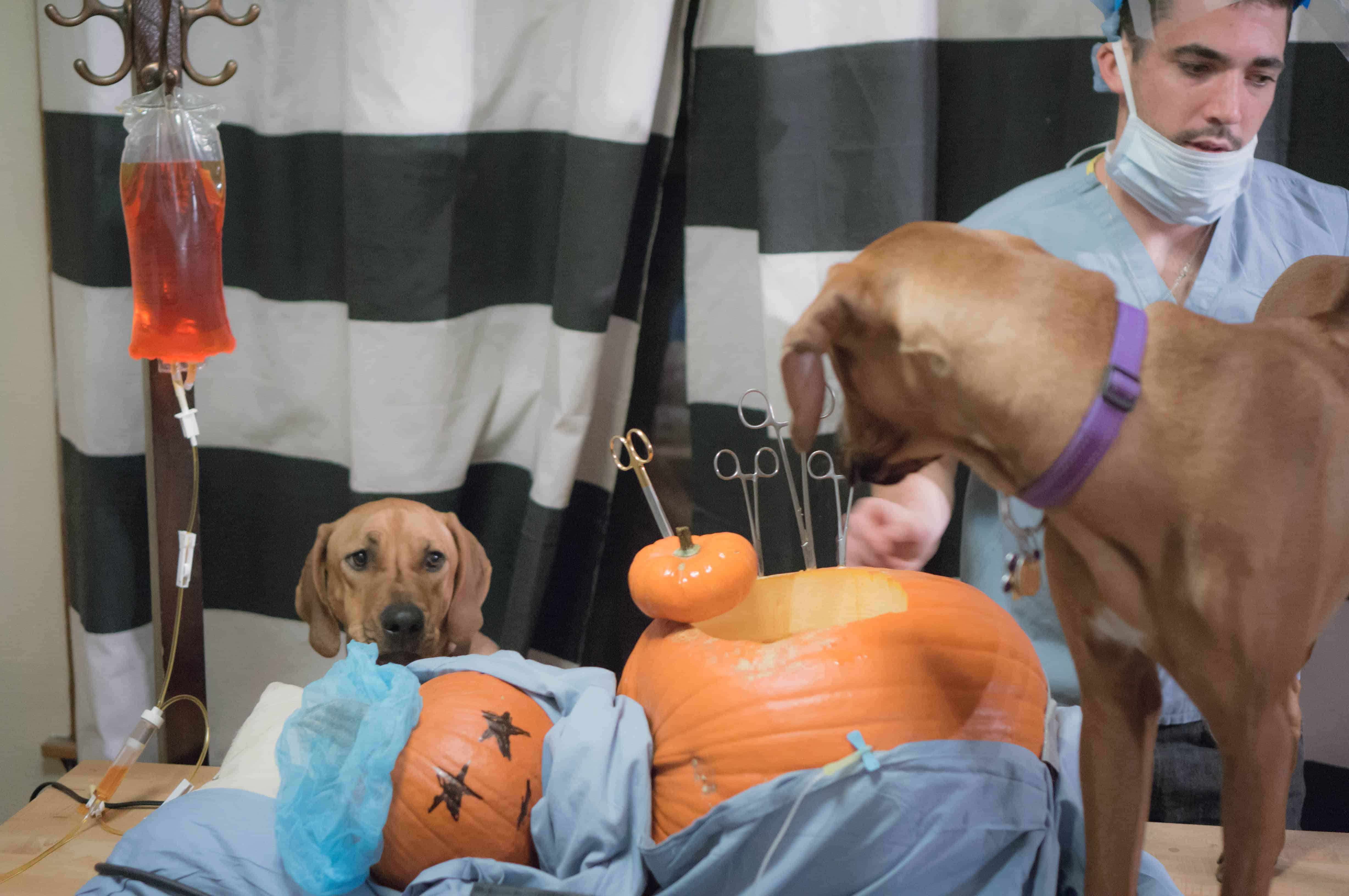 funny pumpkin, dog, surgery, hospital, marking our territory, doctor, puppy