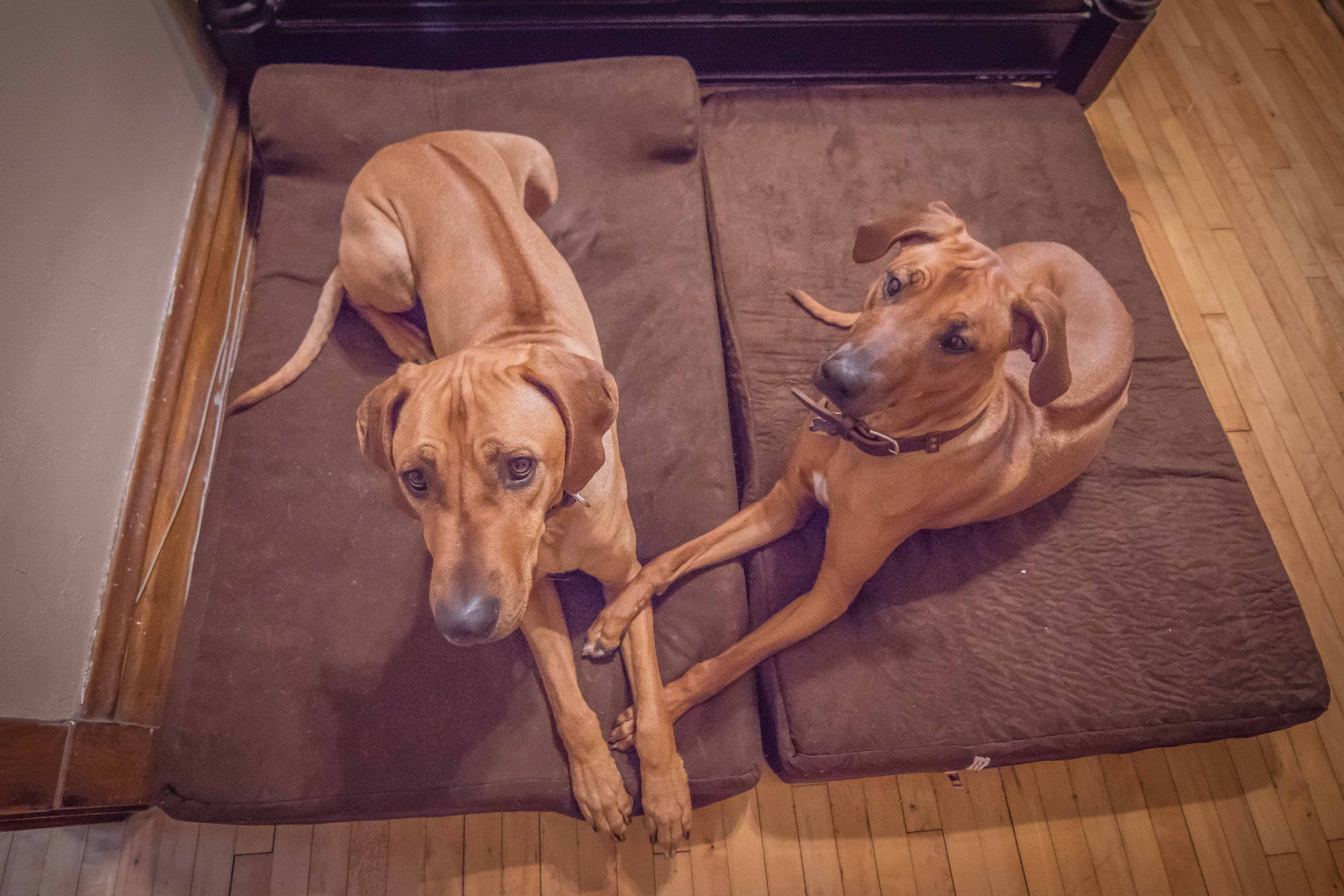 Rhodesian Ridgeback, puppy, chicago, adventure, bed, dogs, ,marking our territory