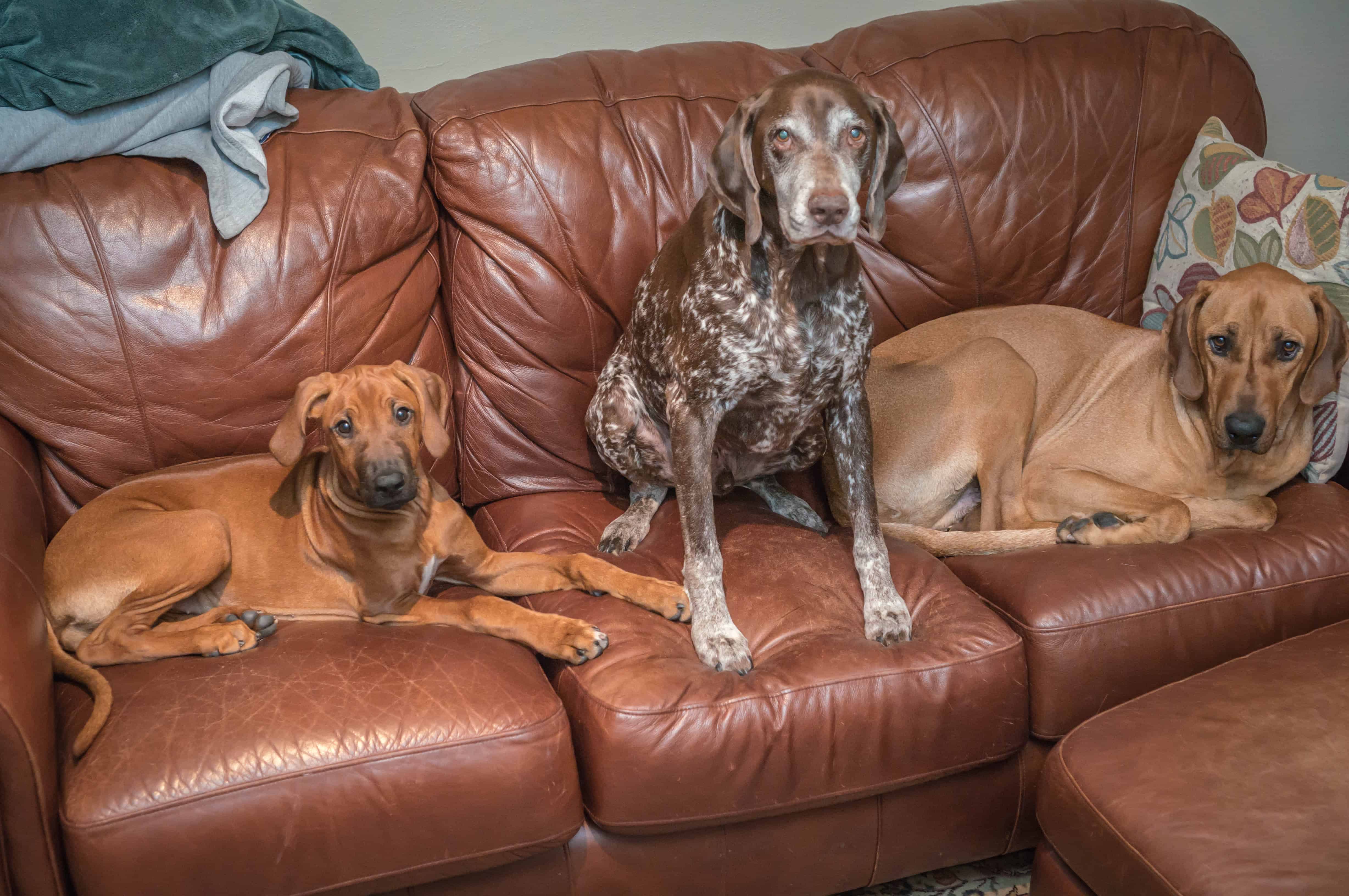 Rhodesian Ridgeback, puppy, dogs, marking our territory, blog