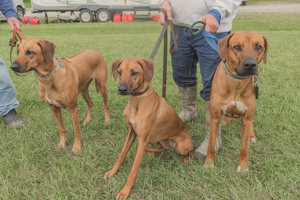 Rhodesian Ridgeback, Lure Coursing, Marking Our Territory