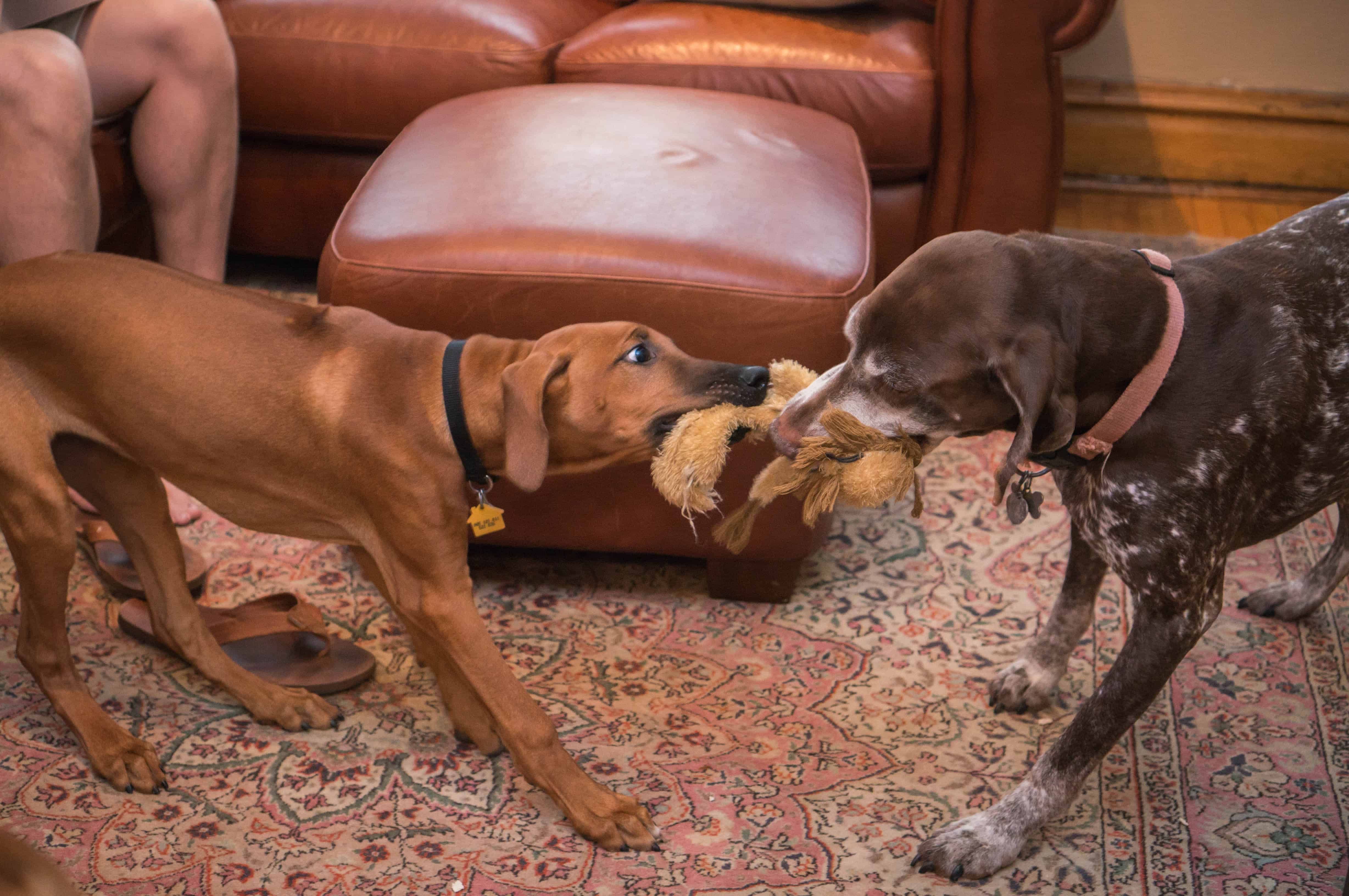 Rhodesian Ridgeback, puppy, dogs, marking our territory, blog