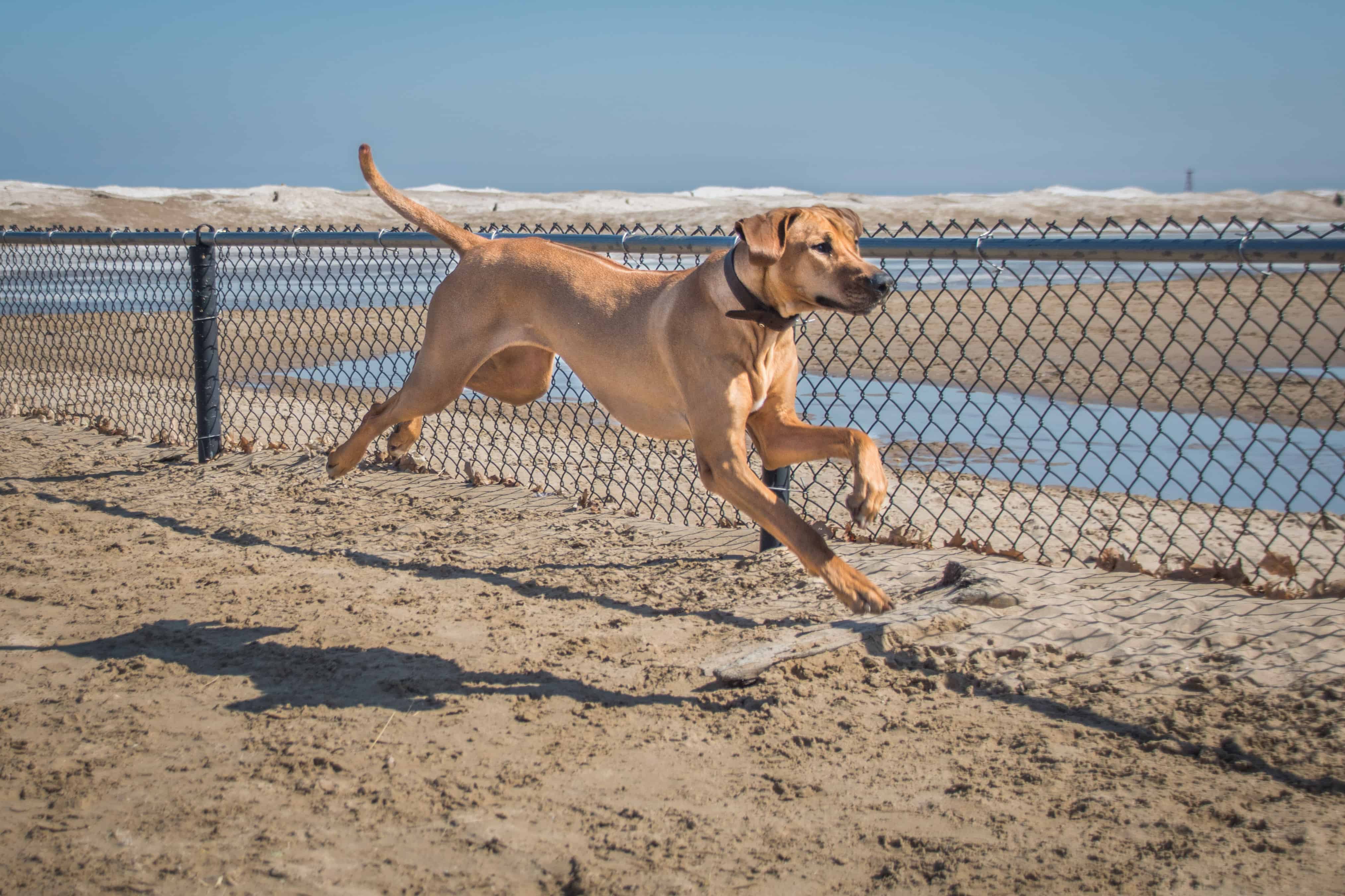 Rhodesian Ridgeback, puppy, chicago, dogs, adventure, photos