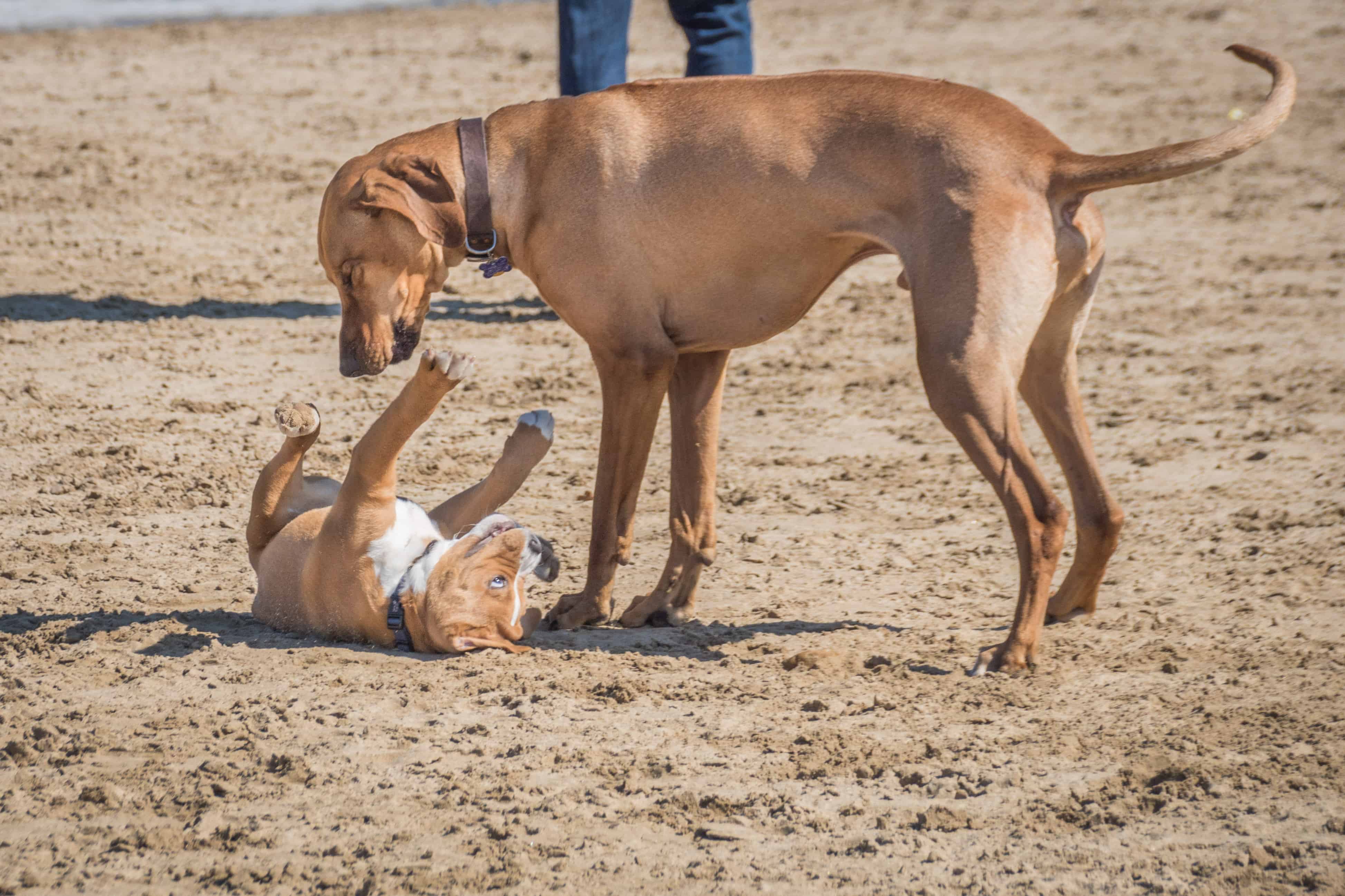 Rhodesian Ridgeback, puppy, chicago, dogs, adventure, photos