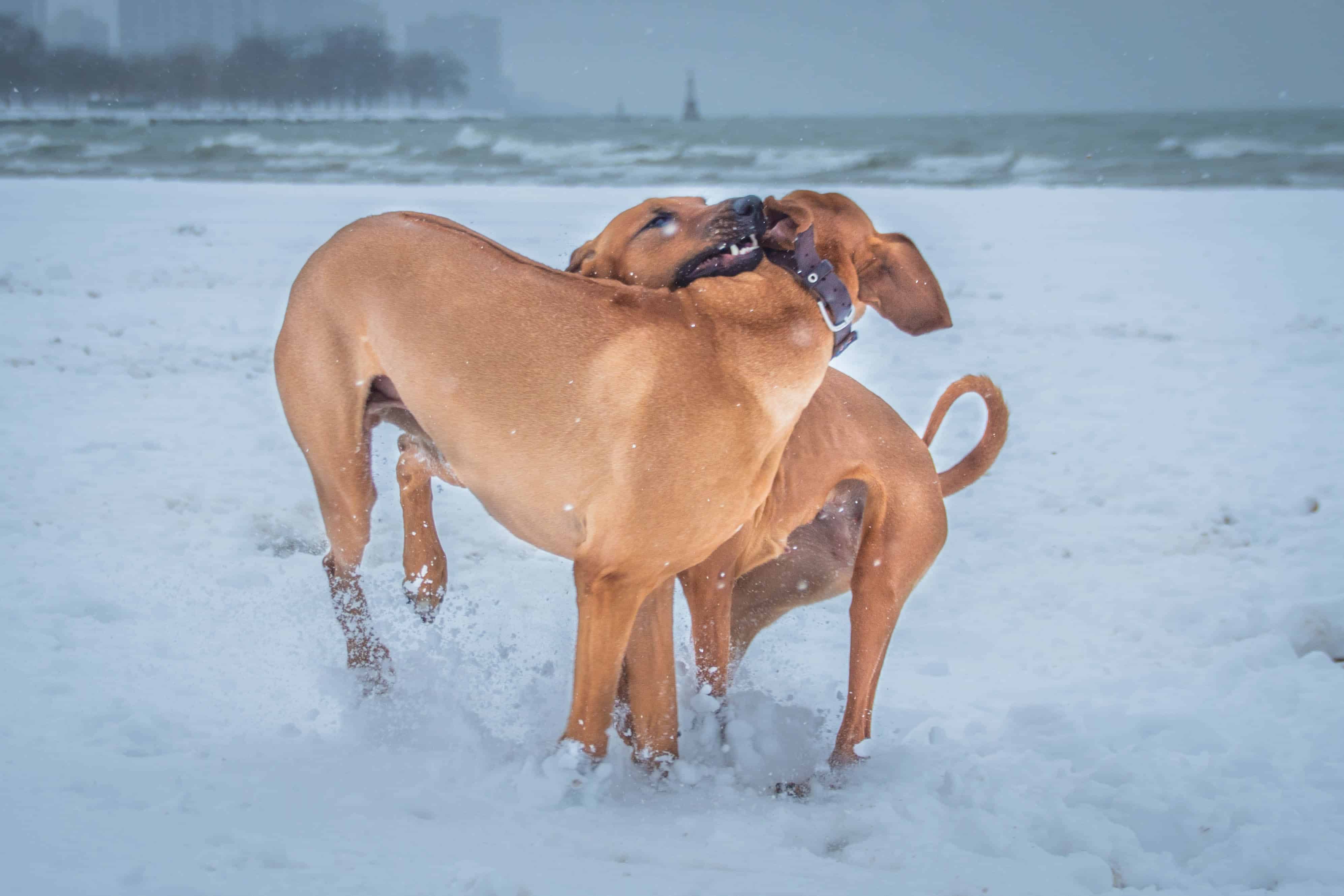 Rhodesian Ridgeback, puppy, chicago, dogs, adventure, photos