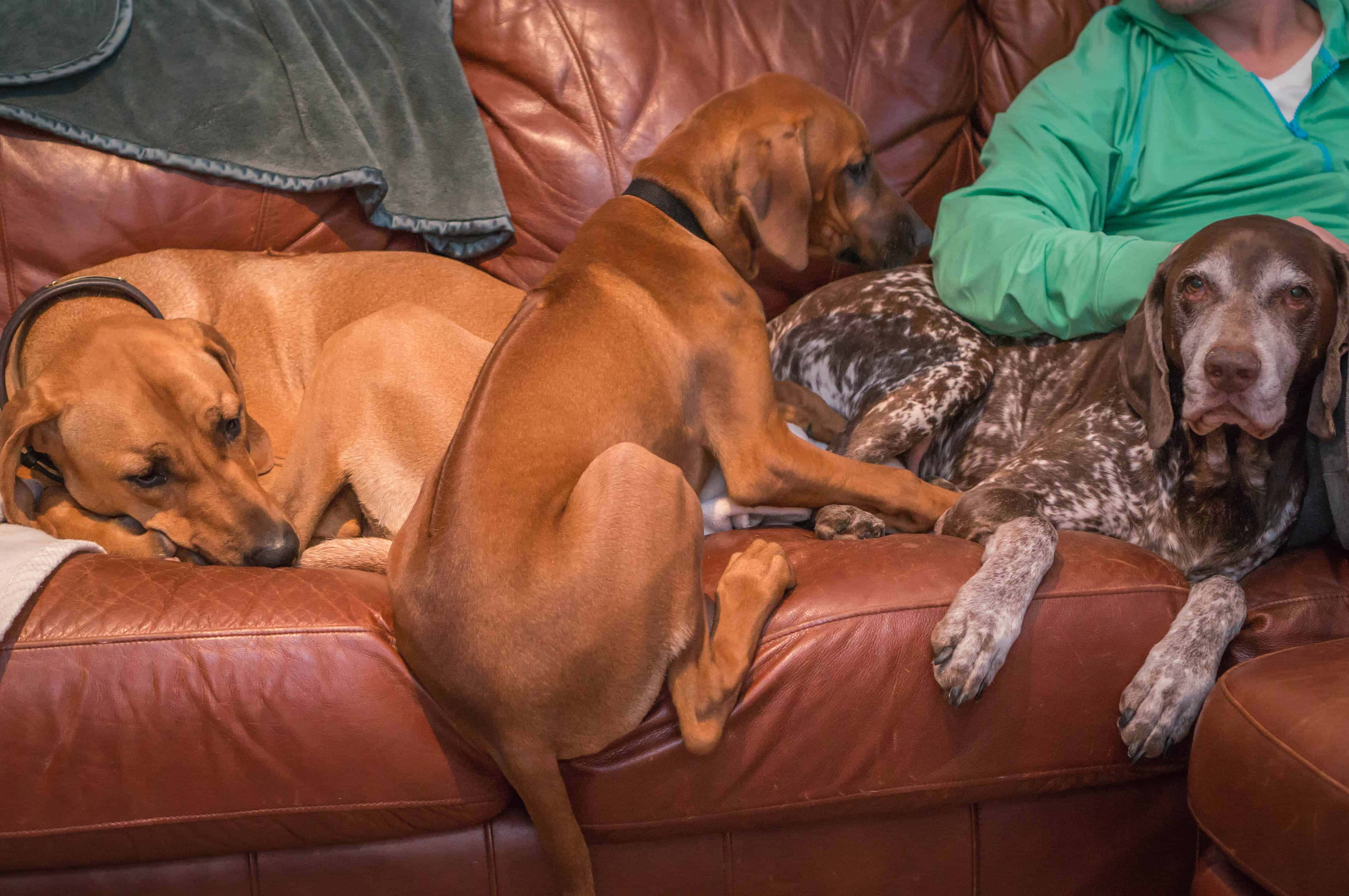 Rhodesian Ridgeback, puppy, dogs, marking our territory, blog