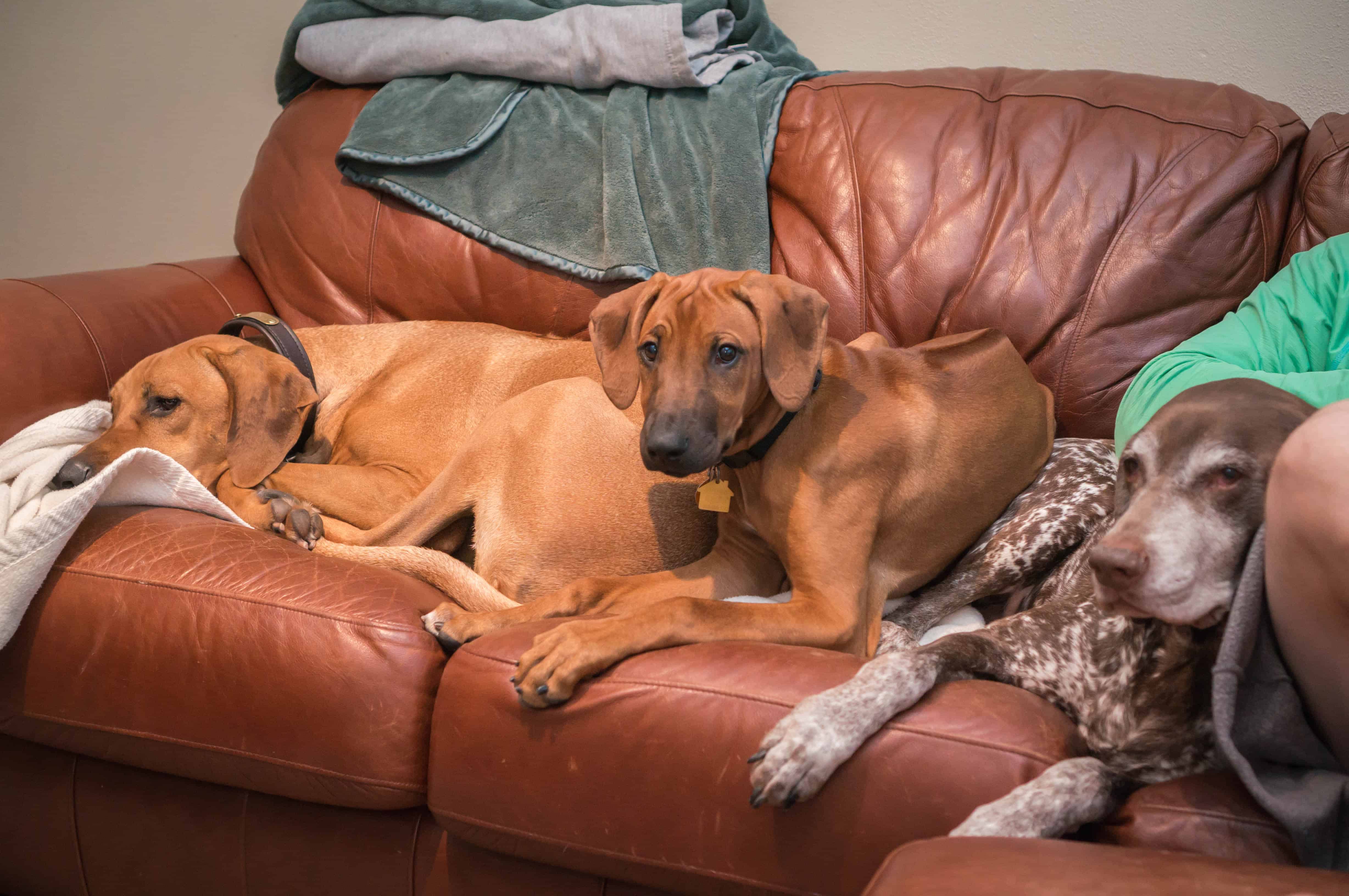 Rhodesian Ridgeback, puppy, dogs, marking our territory, blog