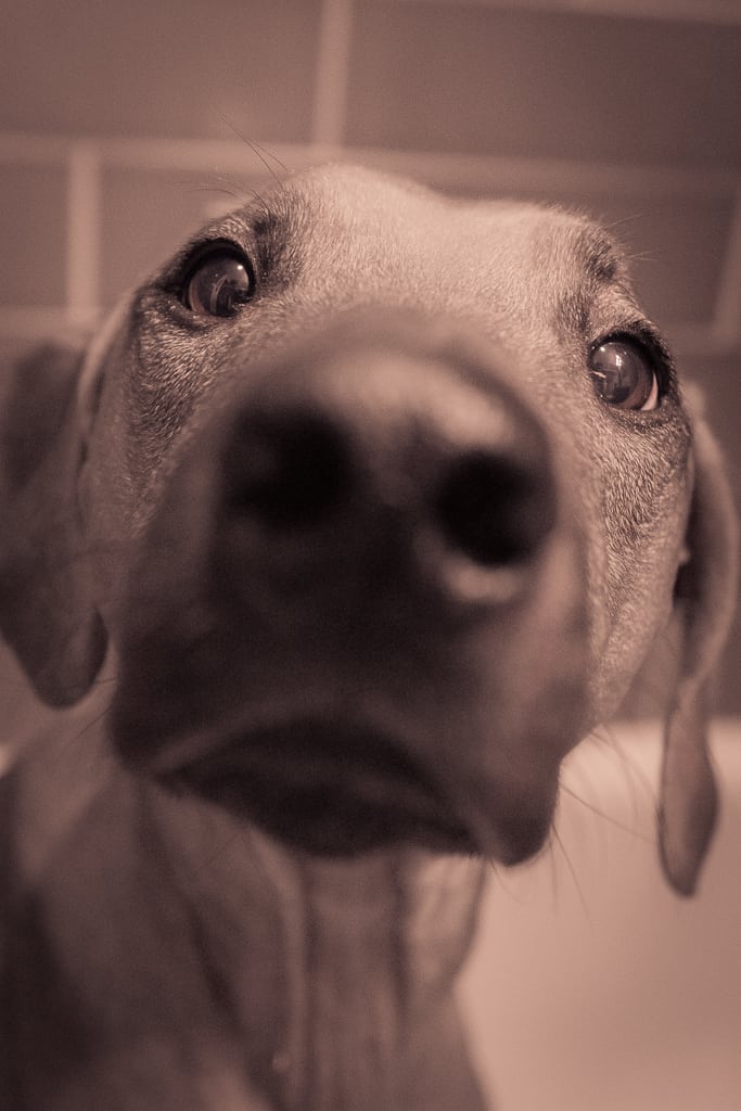 Rhodesian Ridgeback, blog, puppy, cute, chicago