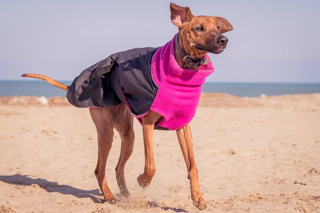 Rhodesian Ridgeback, blog, montrose dog beach, chicago, adventure