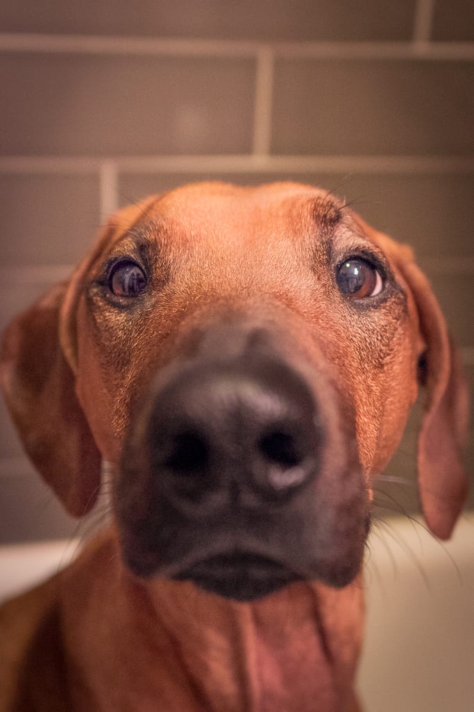 Rhodesian Ridgeback, blog, chicago, puppy