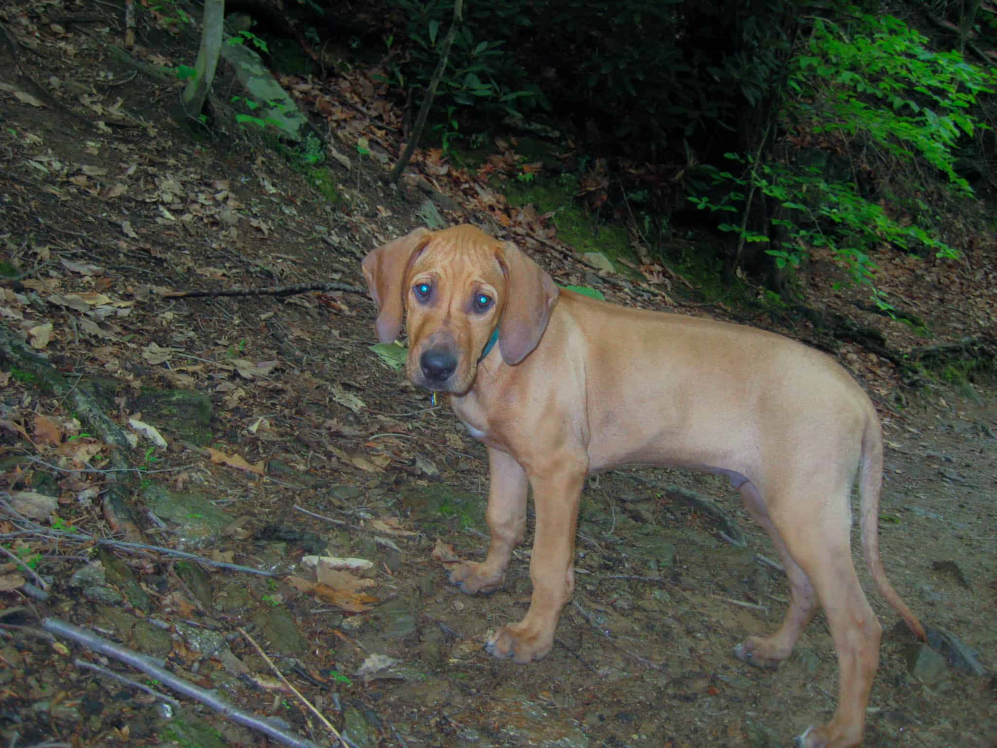 Rhodesian Ridgeback, puppy, blog, chicago, adventure