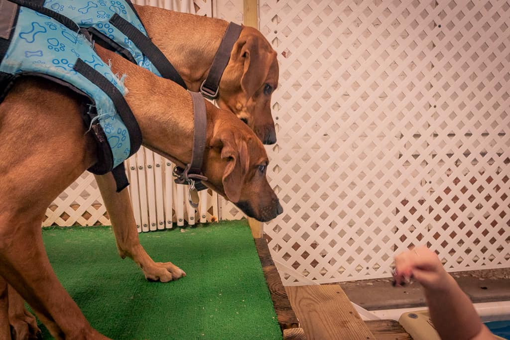 Rhodesian Ridgeback, blog, chicago, adventure