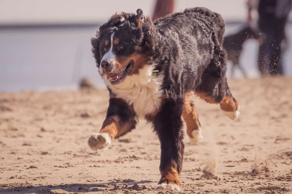 Montrose Dog Beach, Bernese Mountain Dog, Chicago