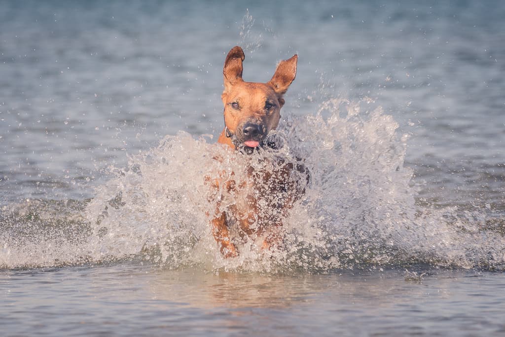 Rhodesian Ridgeback, blog, montrose dog beach, chicago, puppy, adventure