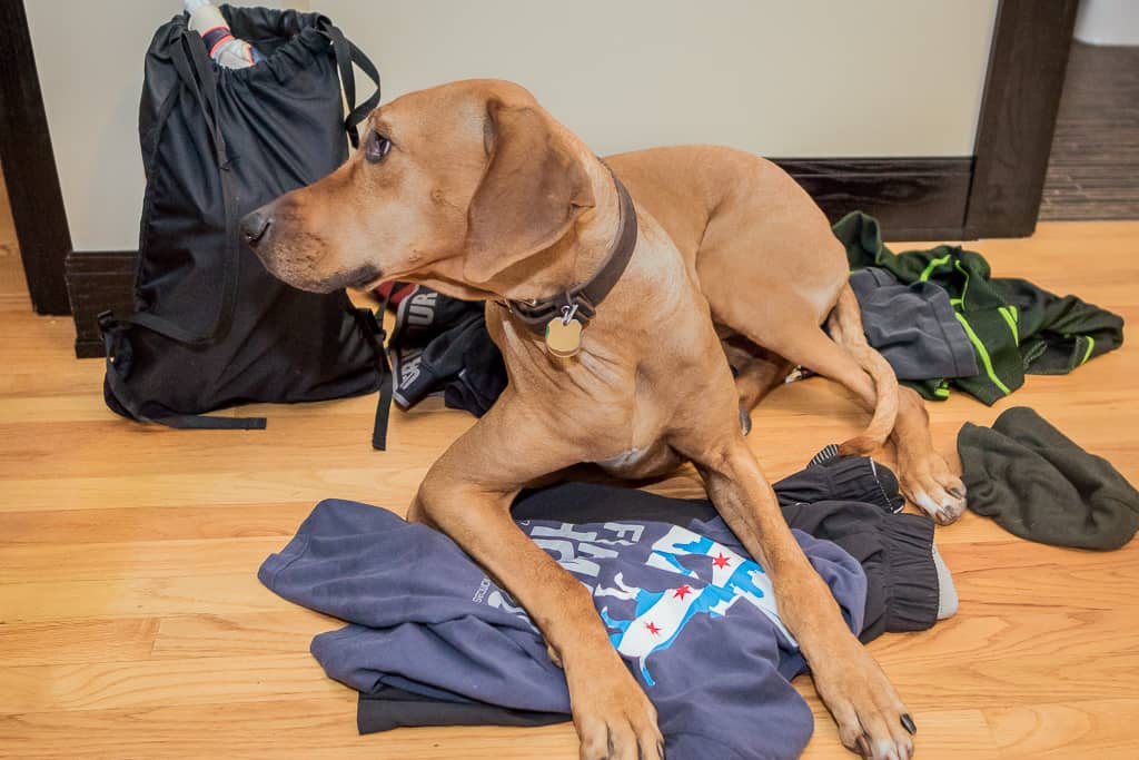 Rhodesian Ridgeback, blog, chicago, cute, puppy