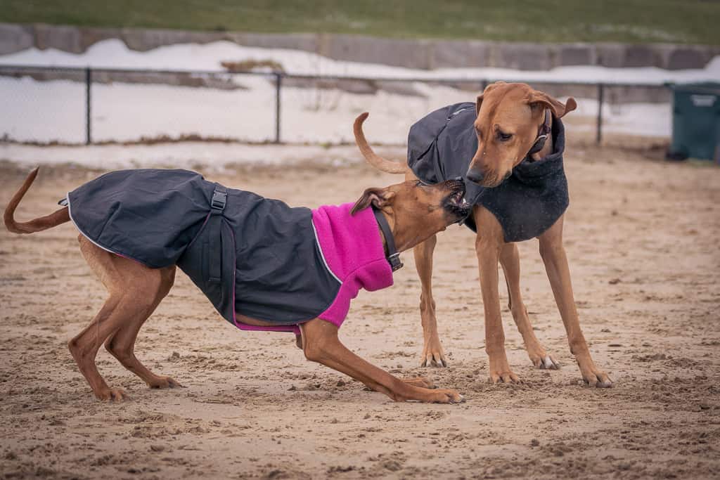 Rhodesian Ridgeback, puppy, chicago, blog, cute, montrose dog beach