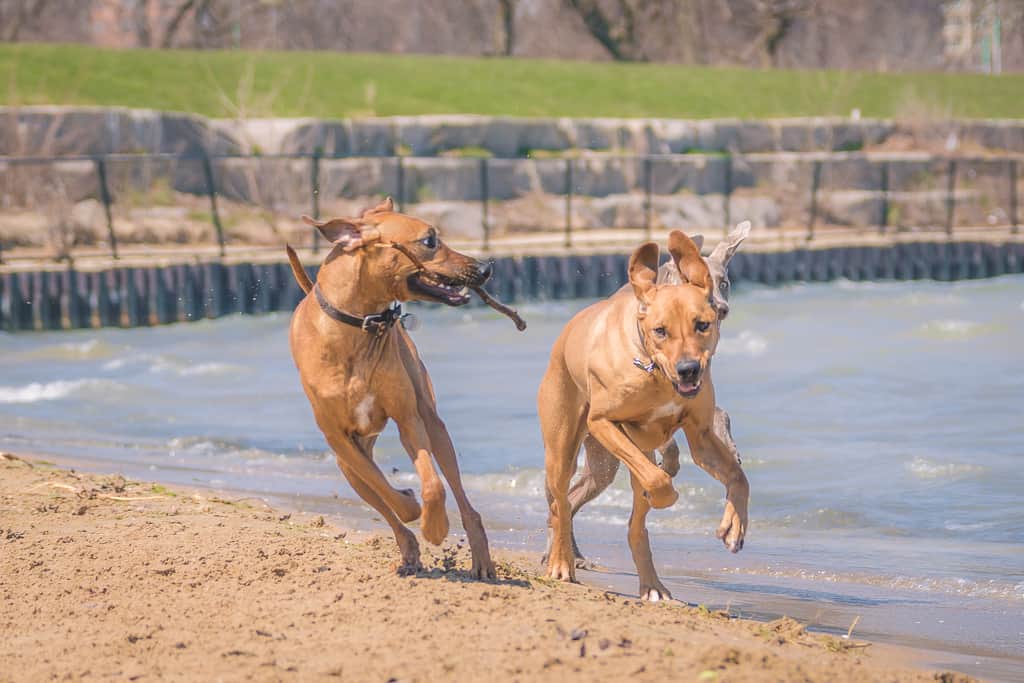 Rhodesian Ridgeback, Montrose Dog Beach, Chicago