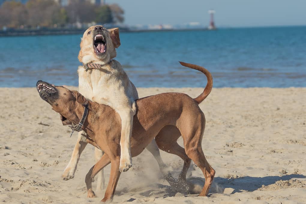 Montrose Dog Beach, Chicago, Rhodesian Ridgeback, Yellow Lab