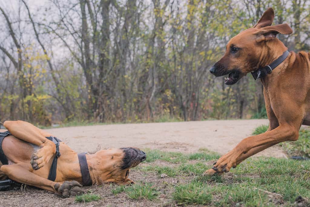 Rhodesian Ridgeback, blog, adventure, chicago, marking our territory, prairie wolf