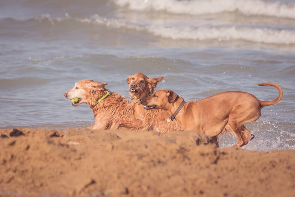 Rhodesian Ridgeback, Chicago, puppy, montrose dog beach, blog