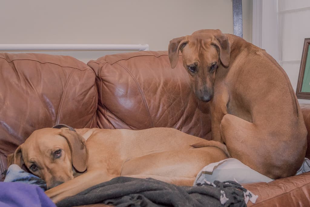 Rhodesian Ridgeback, blog, chicago, adventure, marking our territory