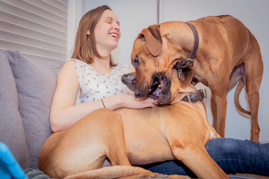 Rhodesian Ridgeback, puppy, chicago, cute