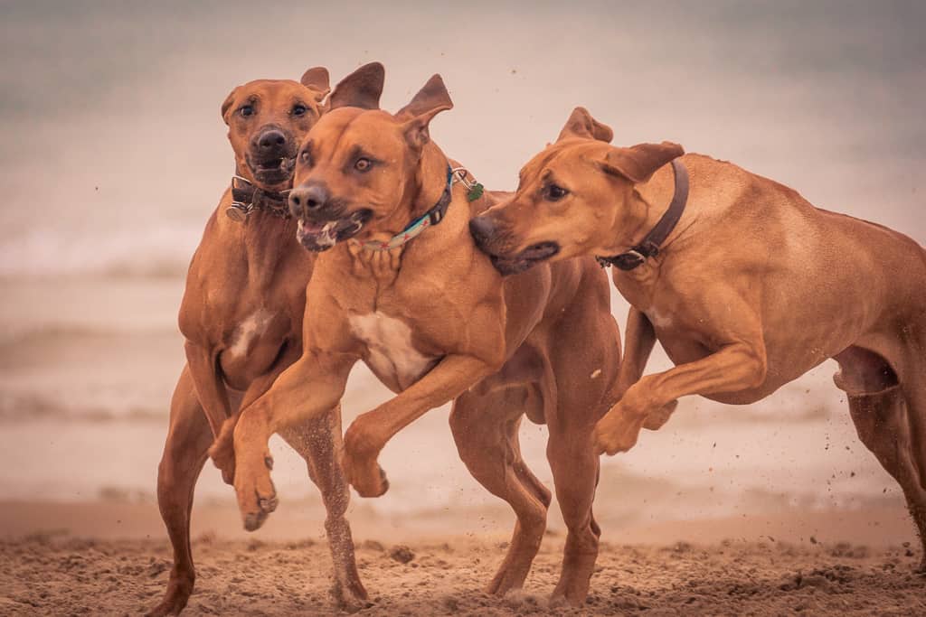 Rhodesian Ridgeback, chicago, blog, montrose dog beach, adventure, puppy