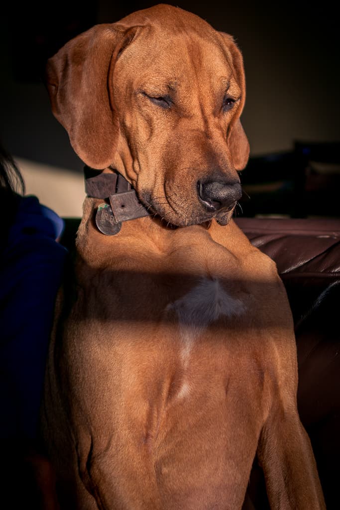 Rhodesian Ridgeback, blog, chicago, puppy, adventure