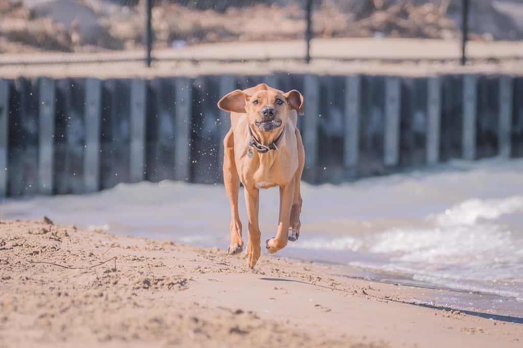 Rhodesian Ridgeback, montrose dog beach, blog, chicago, adventure