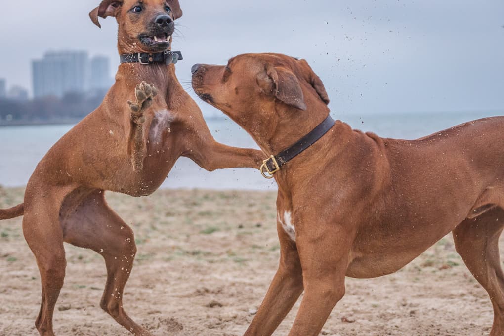 Rhodesian Ridgeback, Marking Our Territory, Chicago, Montrose Dog Beach, Adventure, Instagram