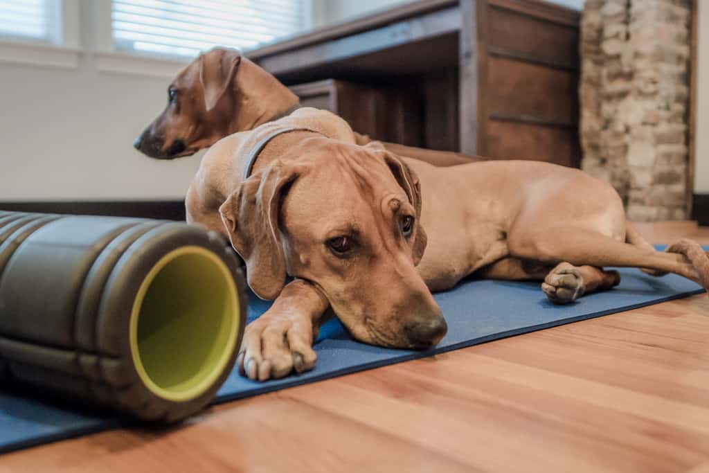 Rhodesian Ridgeback, blog, adventure, chicago