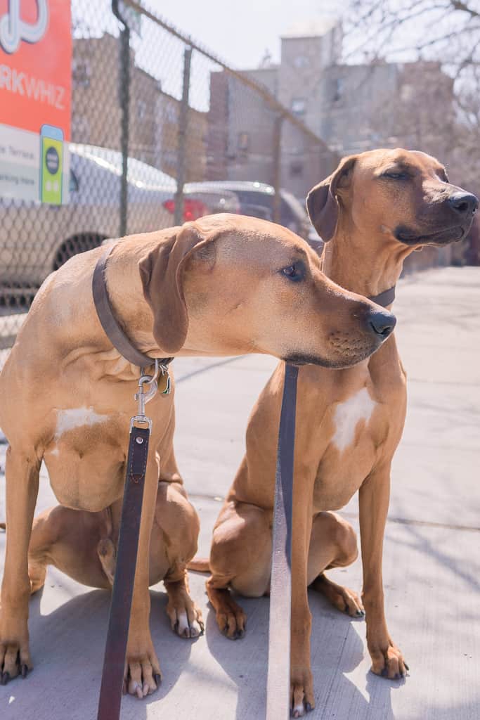 Rhodesian Ridgeback, blog, chicago, adventure