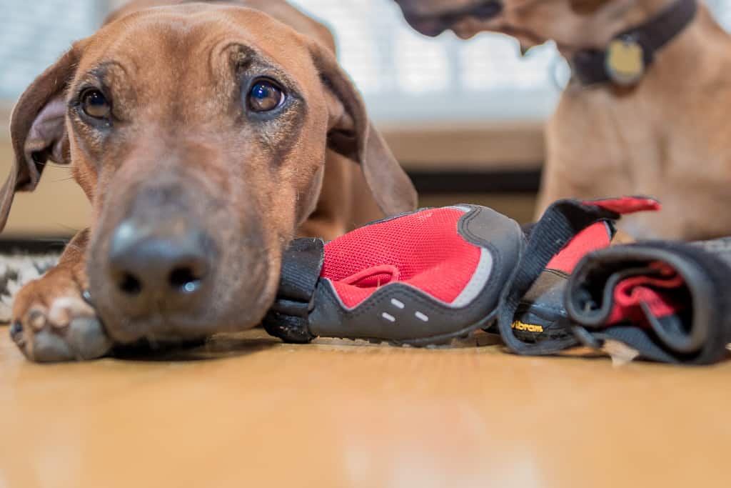 Rhodesian Ridgeback, blog, dog boots, cute, chicago, adventure