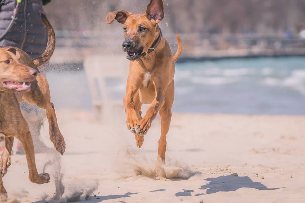 Rhodesian Ridgeback, puppy, blog, chicago, adventure