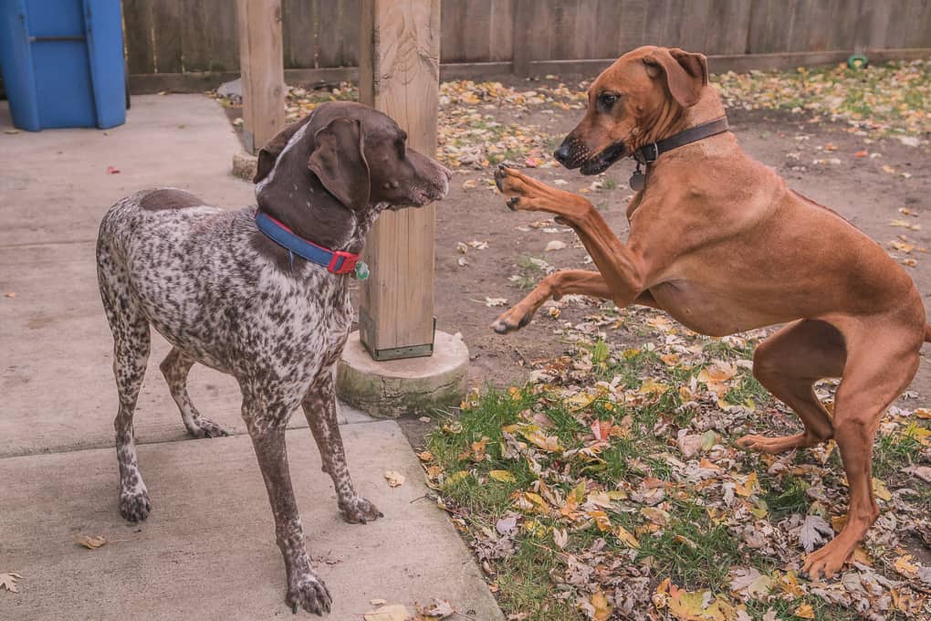 Rhodesian Ridgeback, German Shorthaired Pointer, Chicago, Marking Our Territory