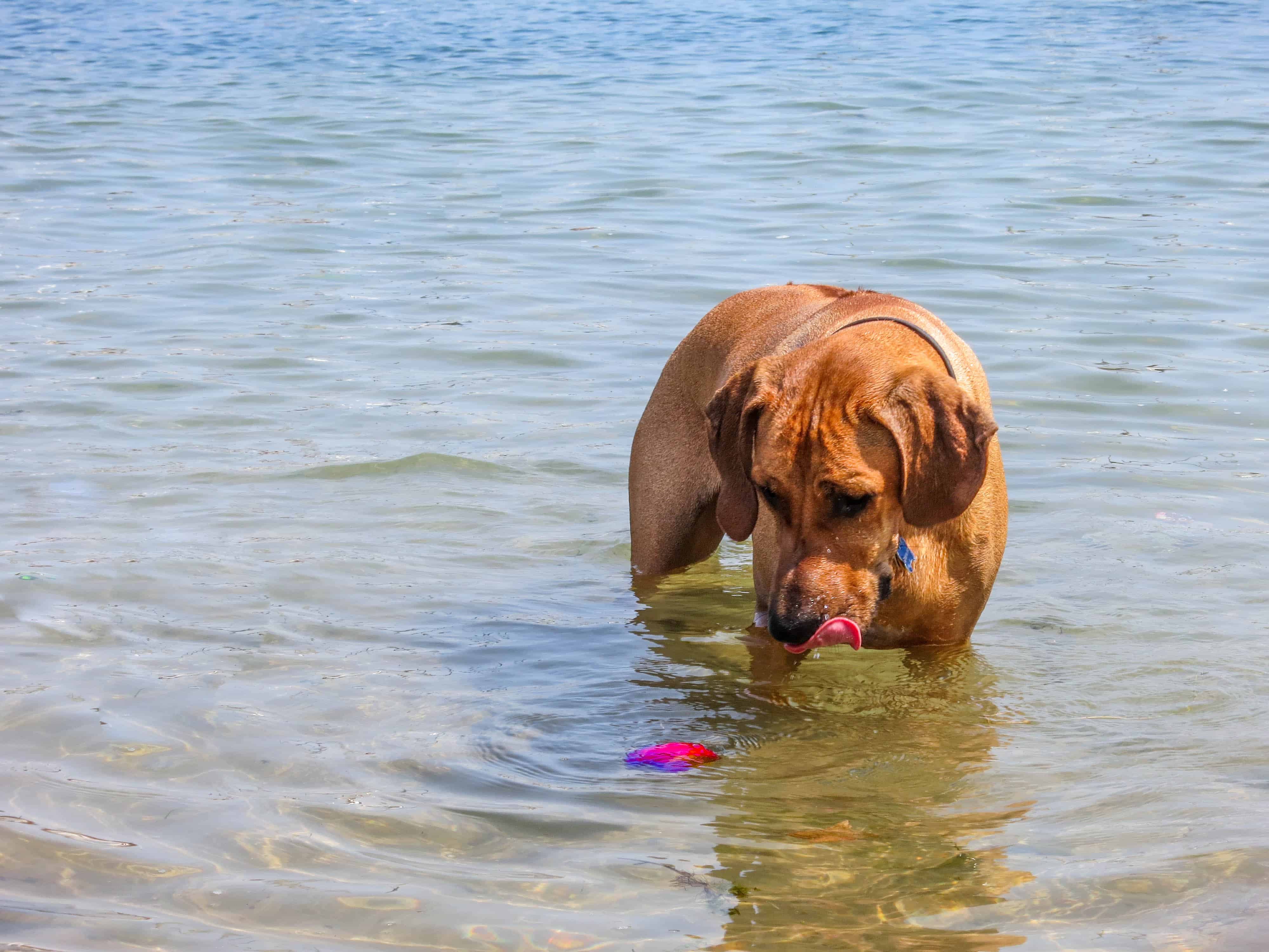 Rhodesian Ridgeback, cute, puppy, chicago, dog beach, adventure