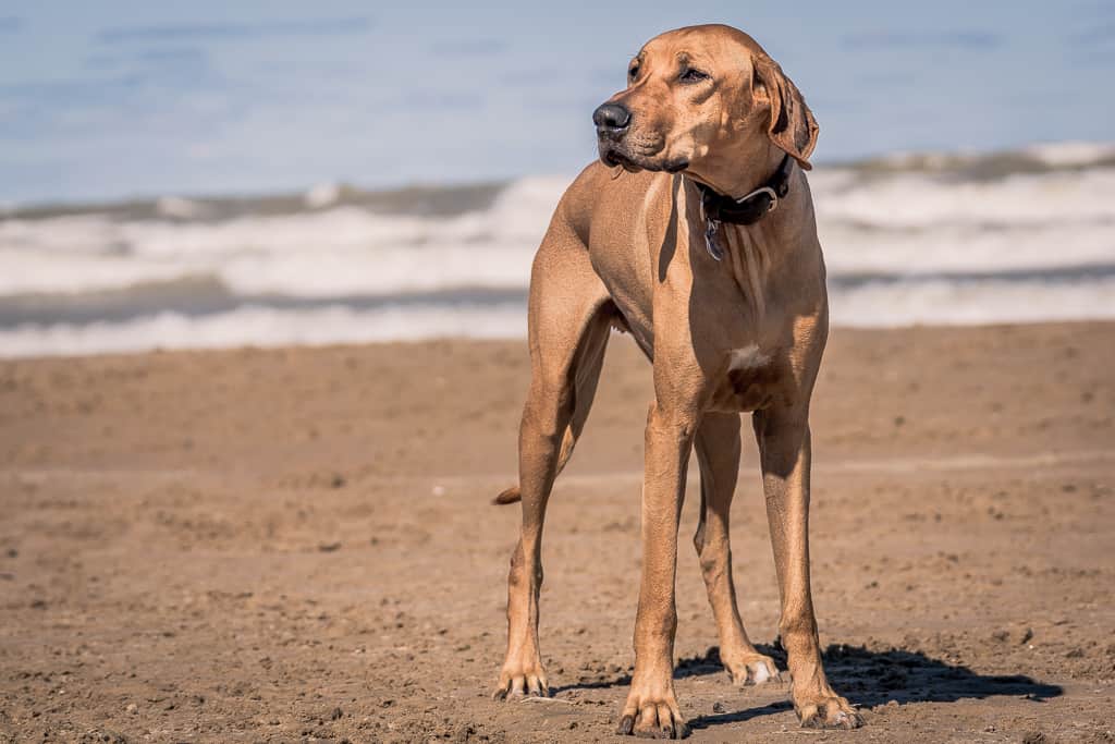 Rhodesian Ridgeback, blog, chicago, montrose beach, 