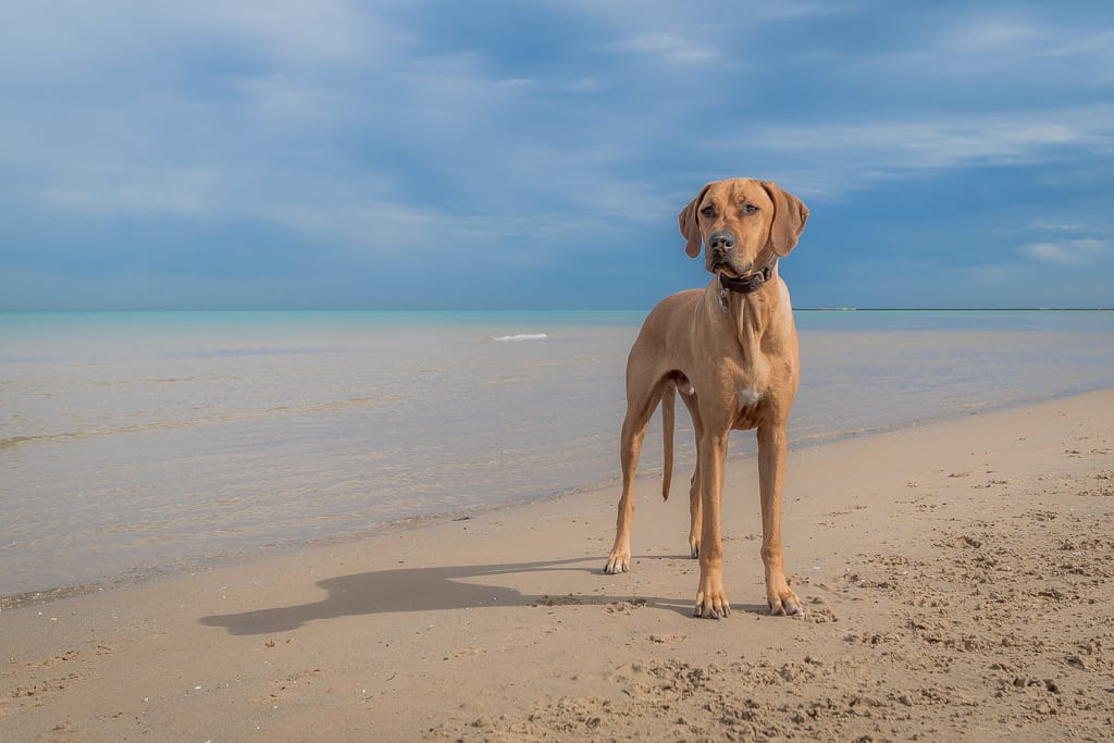 montrose dog beach, chicago, rhodesian ridgeback, puppy, dog friendly