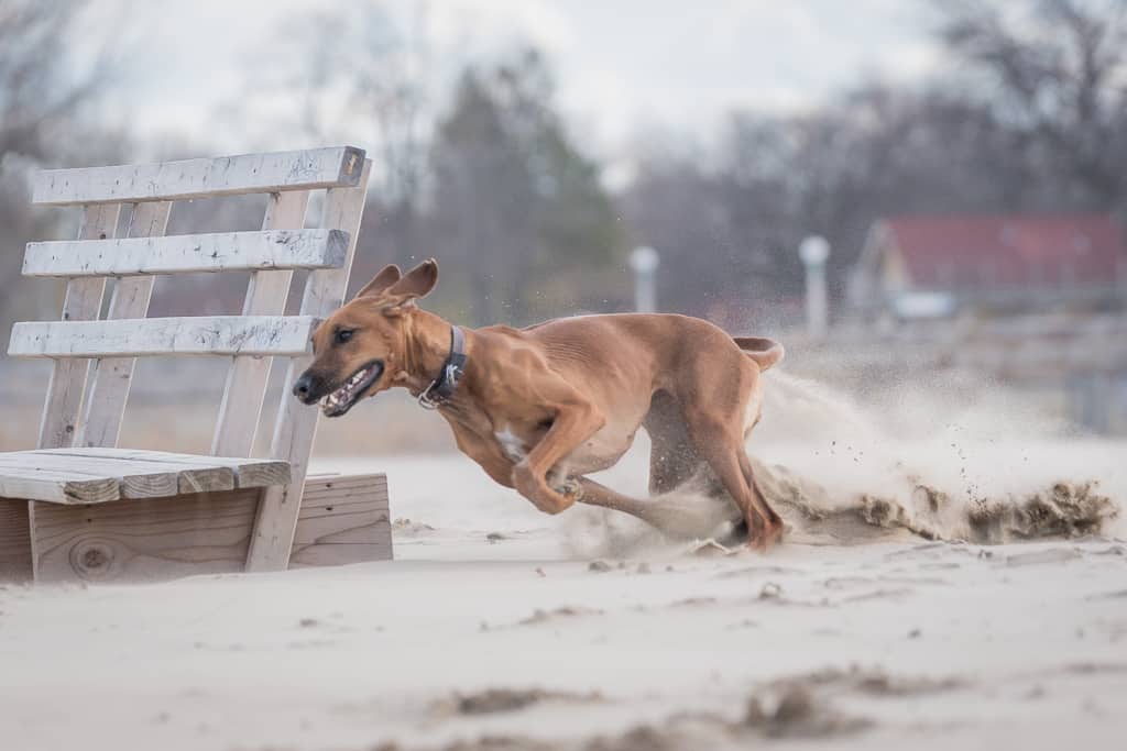 Rhodesian Ridgeback, chicago, montrose dog beach, blog, adventure