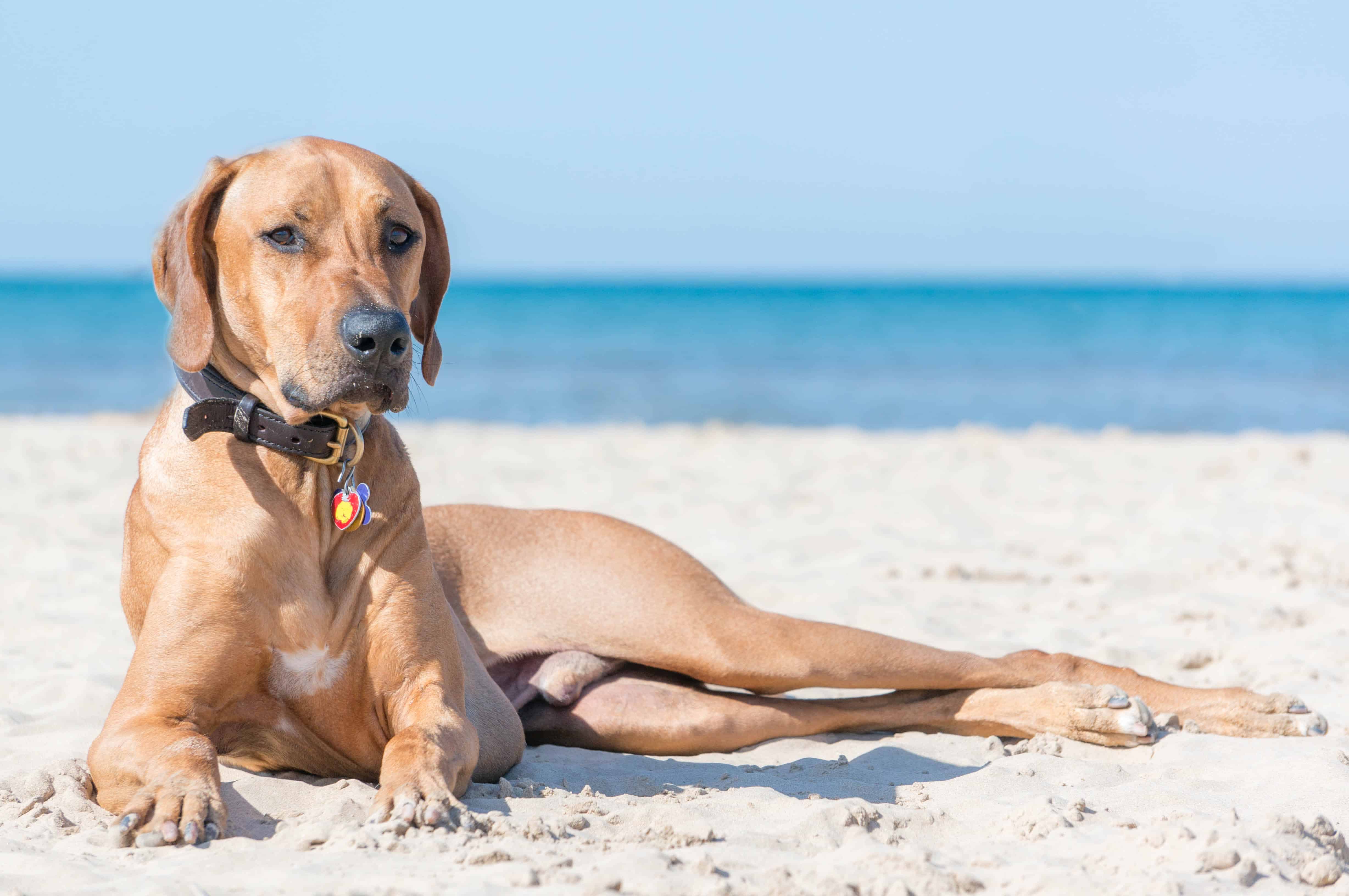 Rhodesian Ridgeback, blog, adventure, beach, chicago