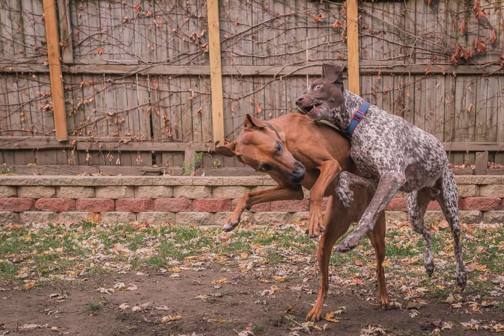 Rhodesian Ridgeback, German Shorthaired Pointer, Chicago, Marking Our Territory