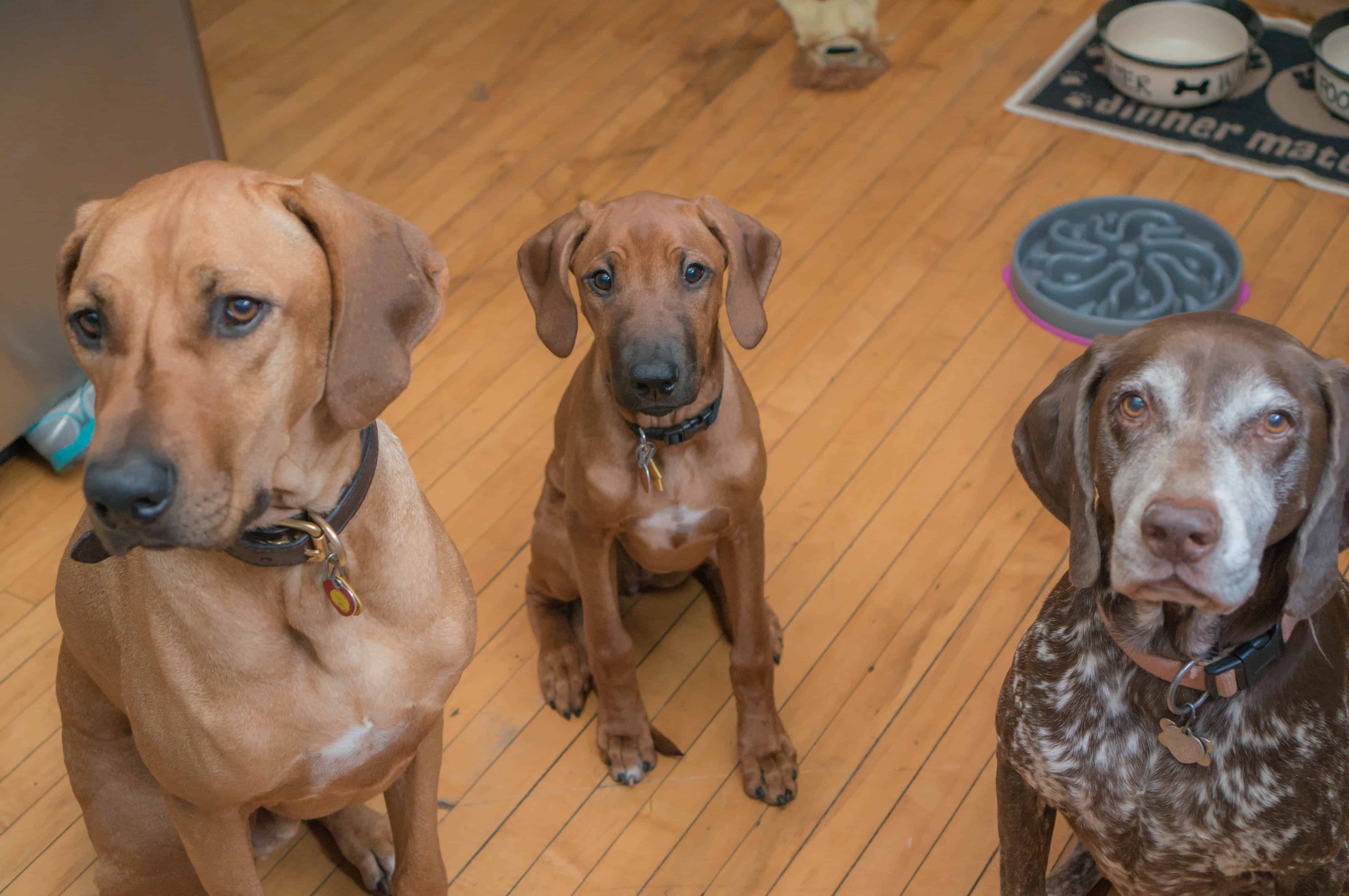 Rhodesian Ridgeback, puppy, adventure, marking our territory, dogs, chicago