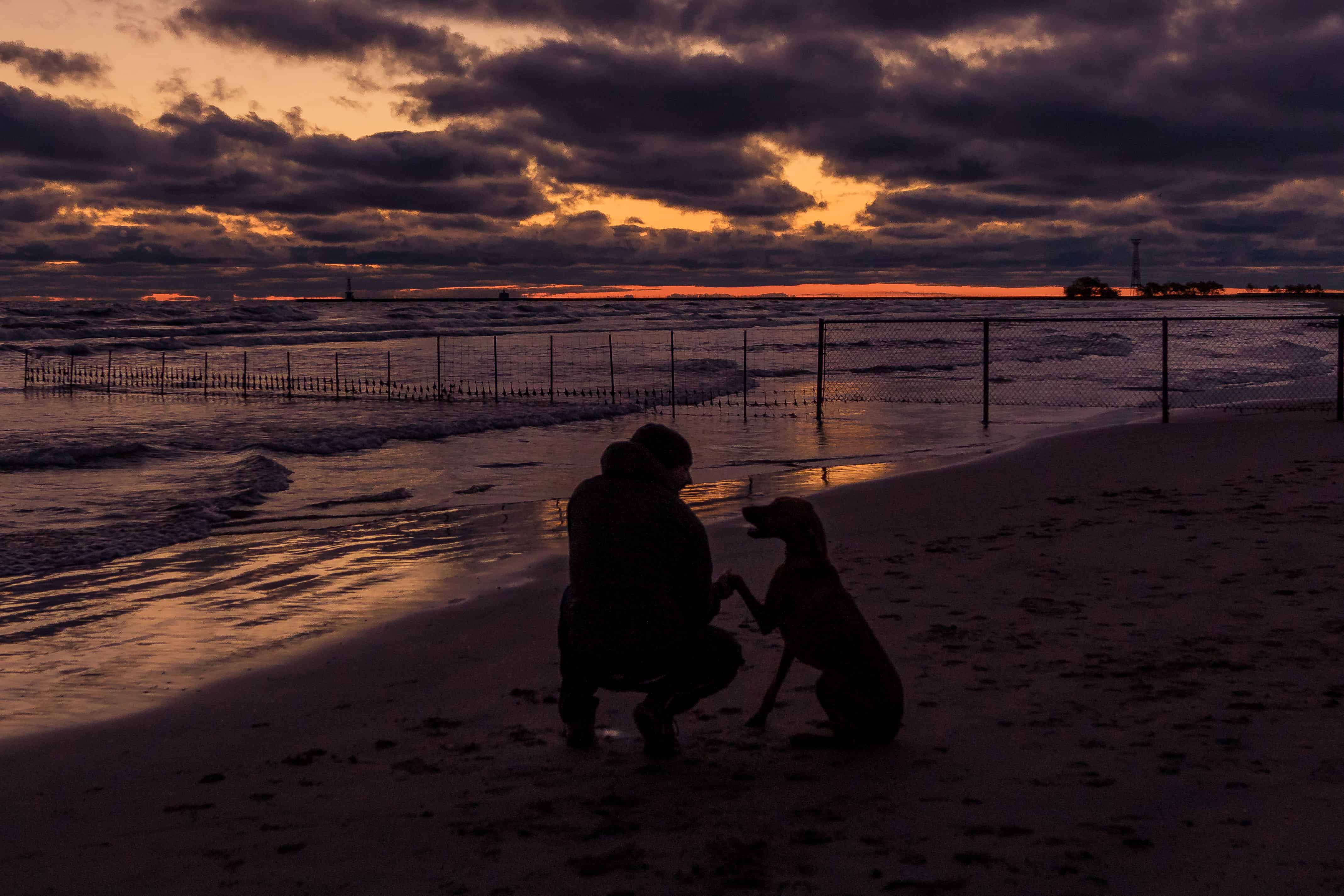 Rhodesian Ridgeback, Montrose Dog Beach, Chicago, Sunrise