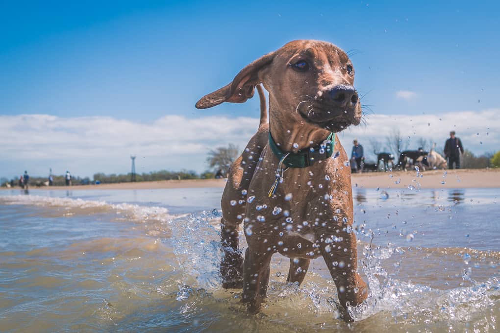 Rhodesian Ridgeback, montrose dog beach, chicago, marking our territory, puppy