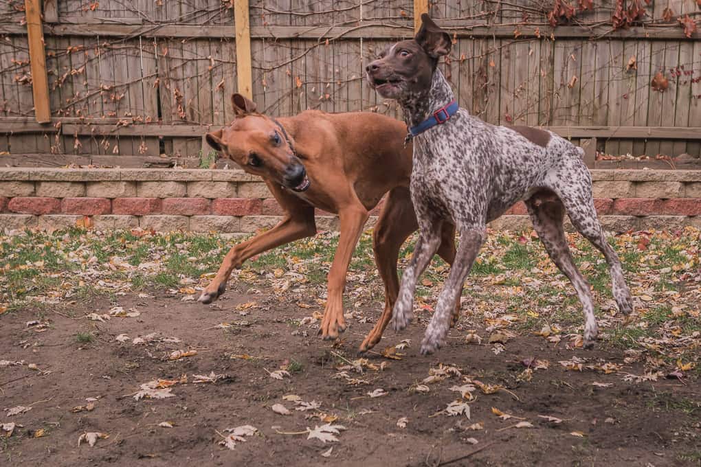 Rhodesian Ridgeback, German Shorthaired Pointer, Chicago, Marking Our Territory