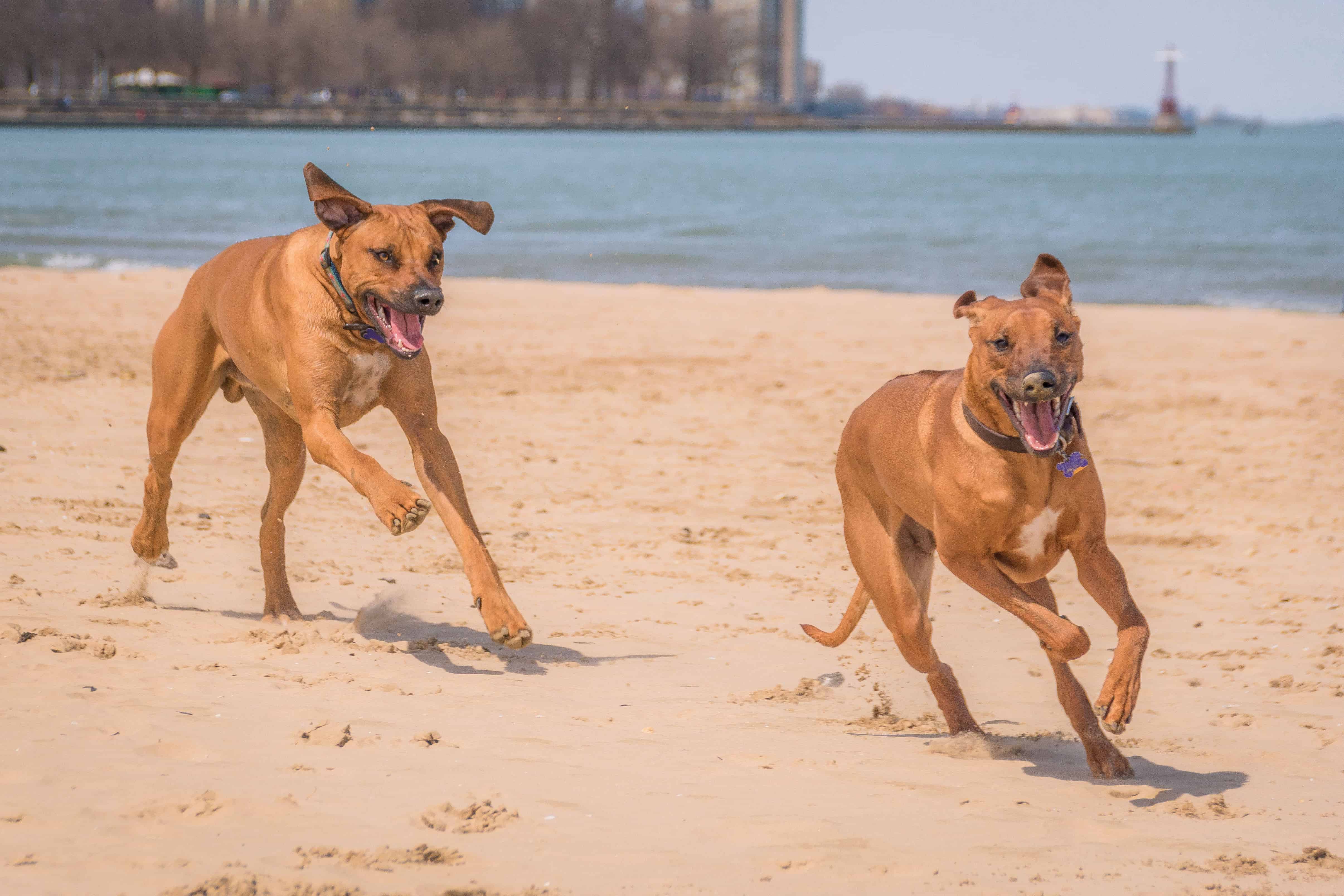 rhodesian ridgeback, run with dog, chicago, adventure