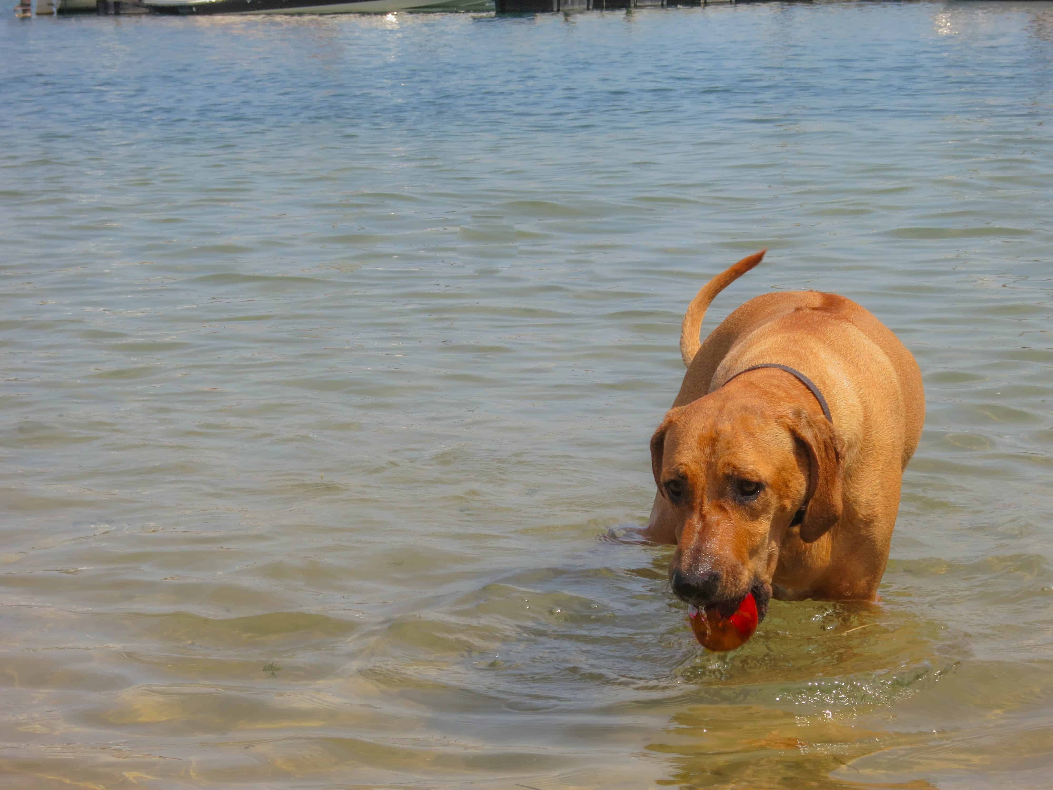 Rhodesian Ridgeback, cute, puppy, chicago, dog beach, adventure