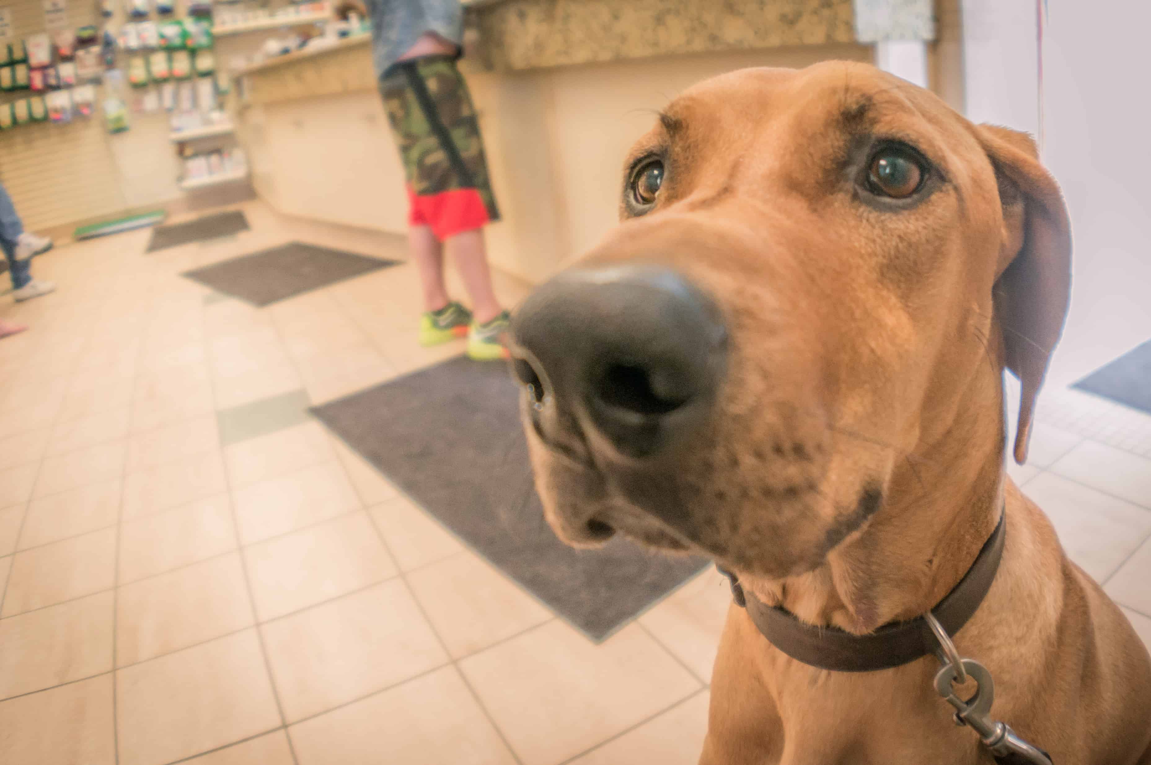 Rhodesian Ridgeback, chicago, vet