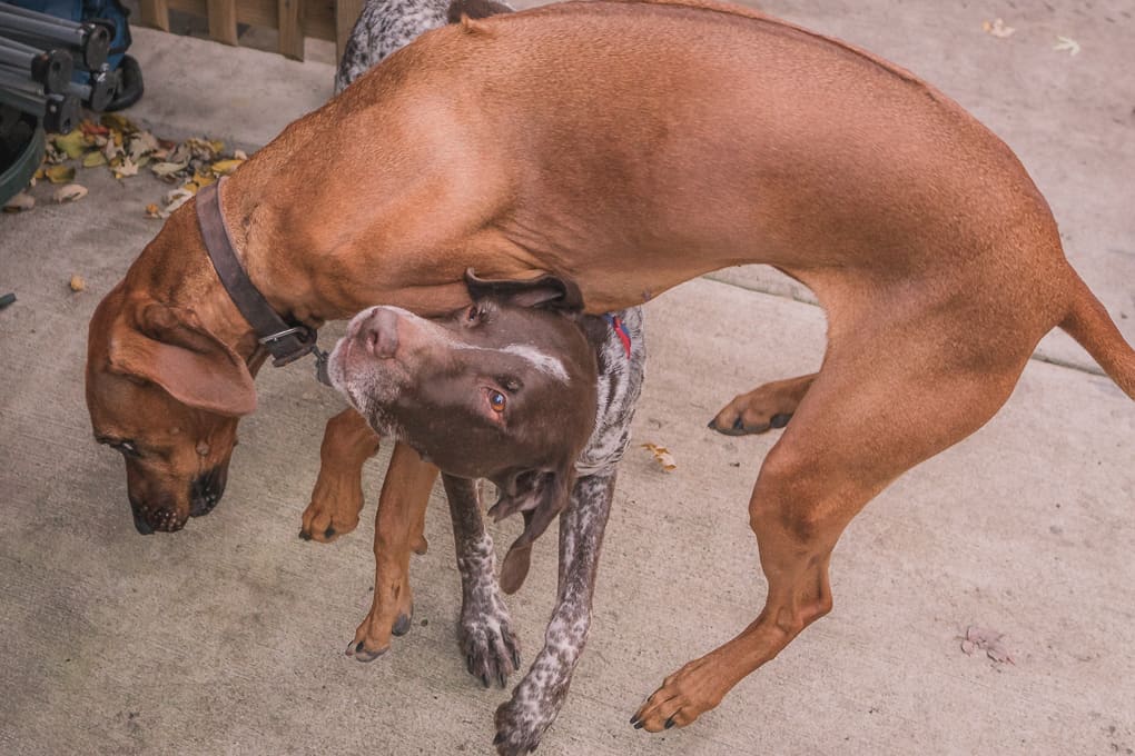 Rhodesian Ridgeback, German Shorthaired Pointer, Chicago, Marking Our Territory