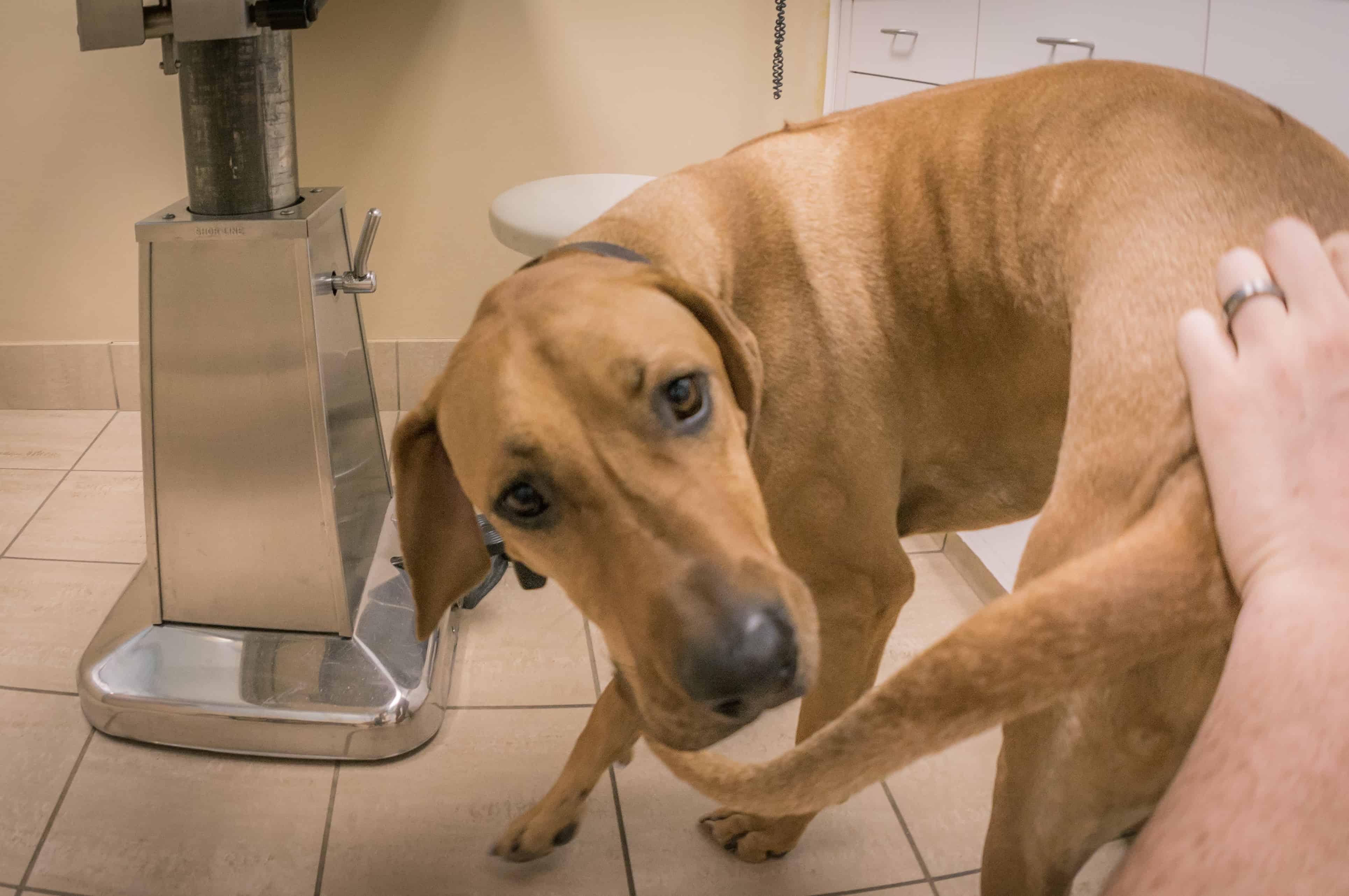 Rhodesian Ridgeback, chicago, vet